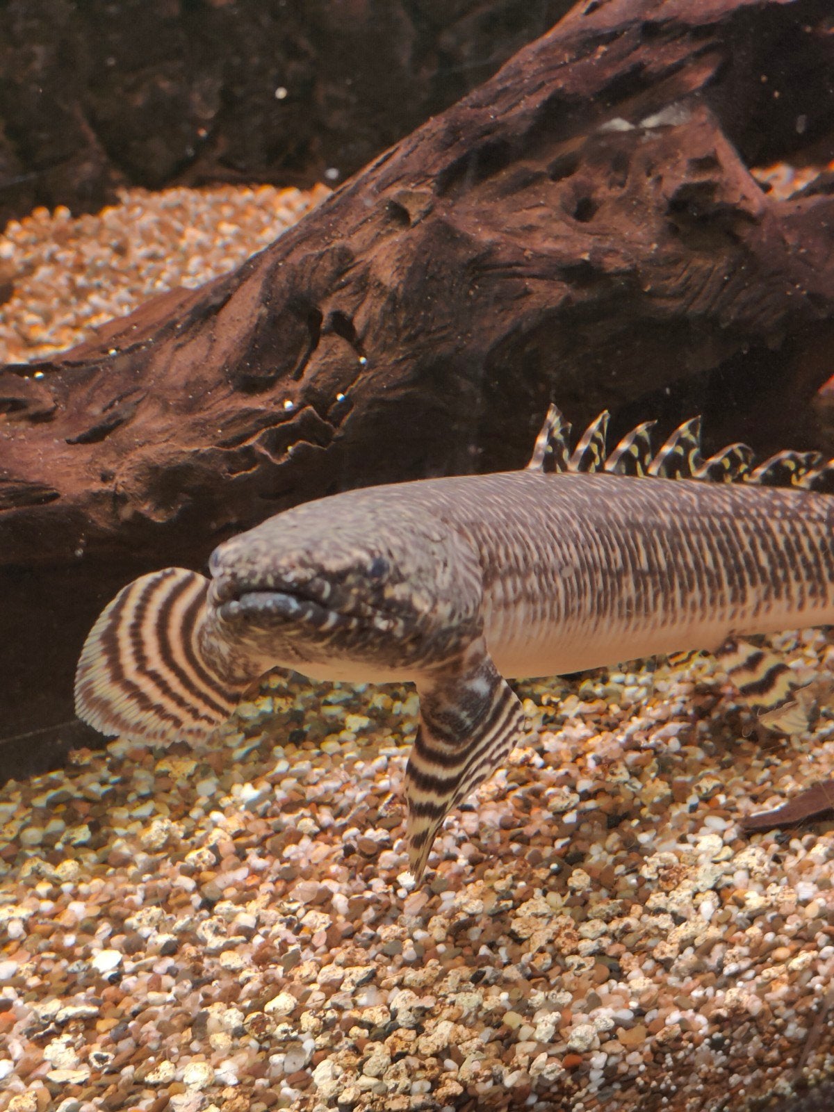 bichir ornate, Dieren en Toebehoren, Vis, Zoetwatervis