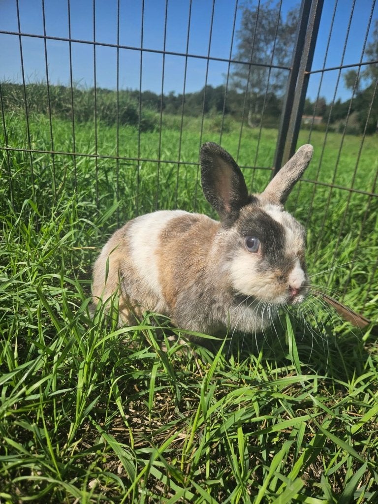 Kreeft zoekt een huisje! (voedster), Vrouwelijk, Dwerg, 3 tot 5 jaar