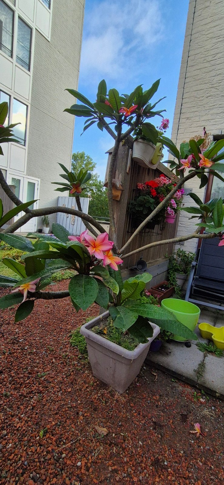 Grote volwassen Plumeria / Frangipani bomen (2–3 meter hoog), Ophalen, Volle zon, Overige soorten
