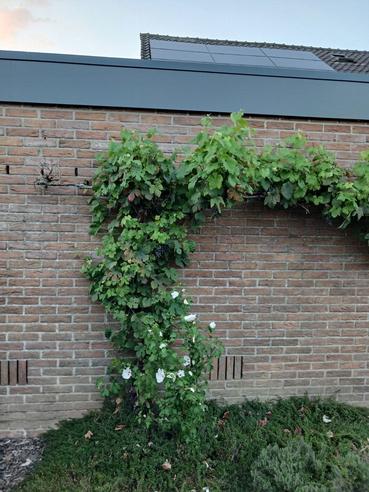 Zeer oude druivenstruik gratis af te halen in Pannerden, Tuin en Terras, Planten | Tuinplanten, Ophalen, Volle zon, Vaste plant