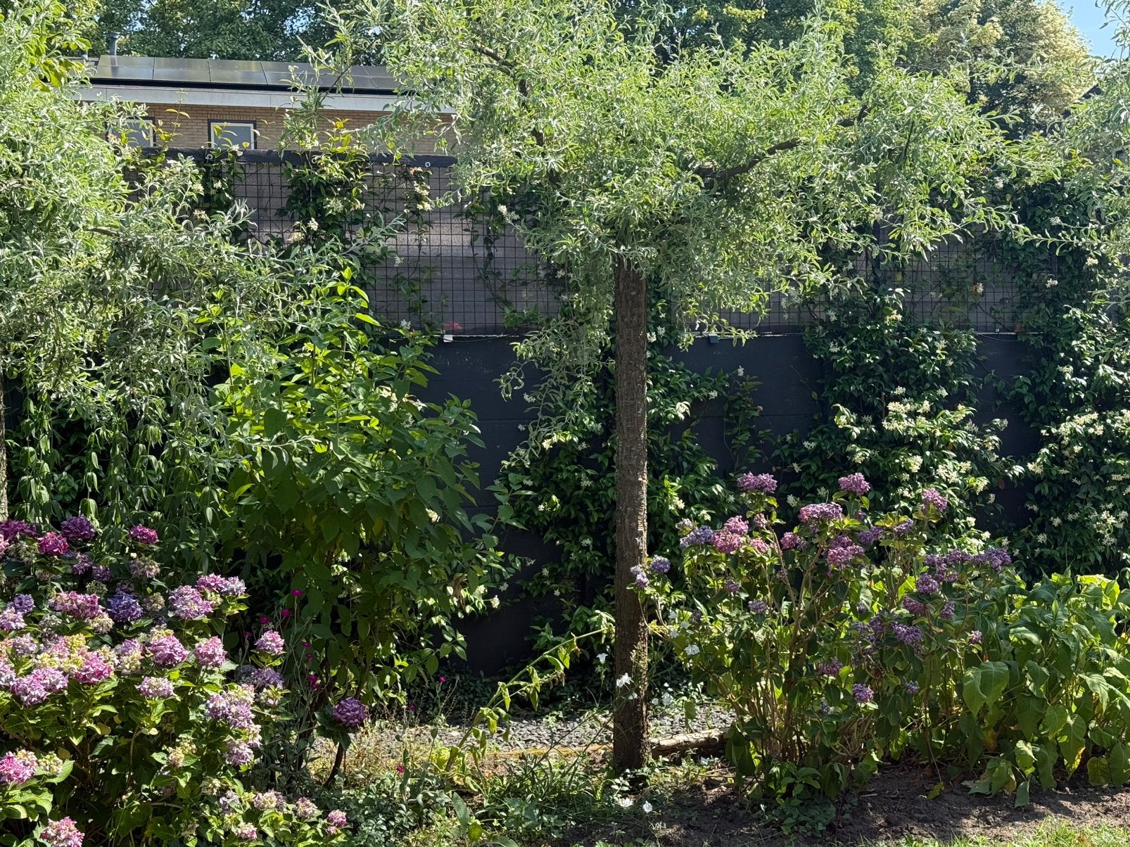 mooie sierperen op stamhoogte 2 meter, Ophalen, Lente, 250 tot 400 cm, Treurboom