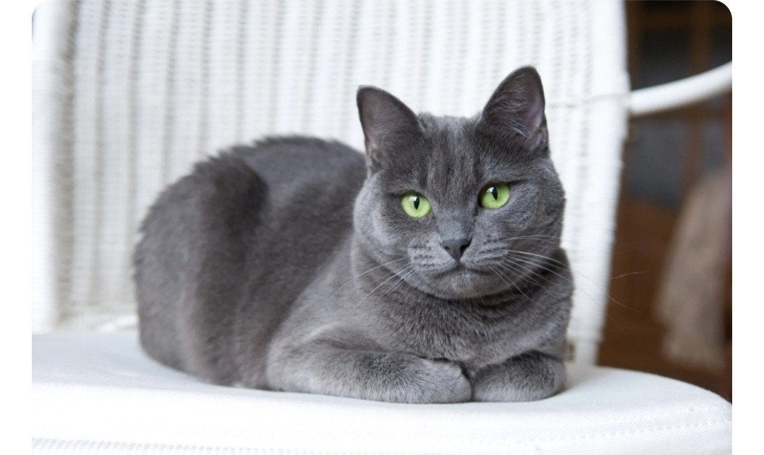 Gezocht Blauwe rus kitten (kater), Kater, Met stamboom, 0 tot 2 jaar