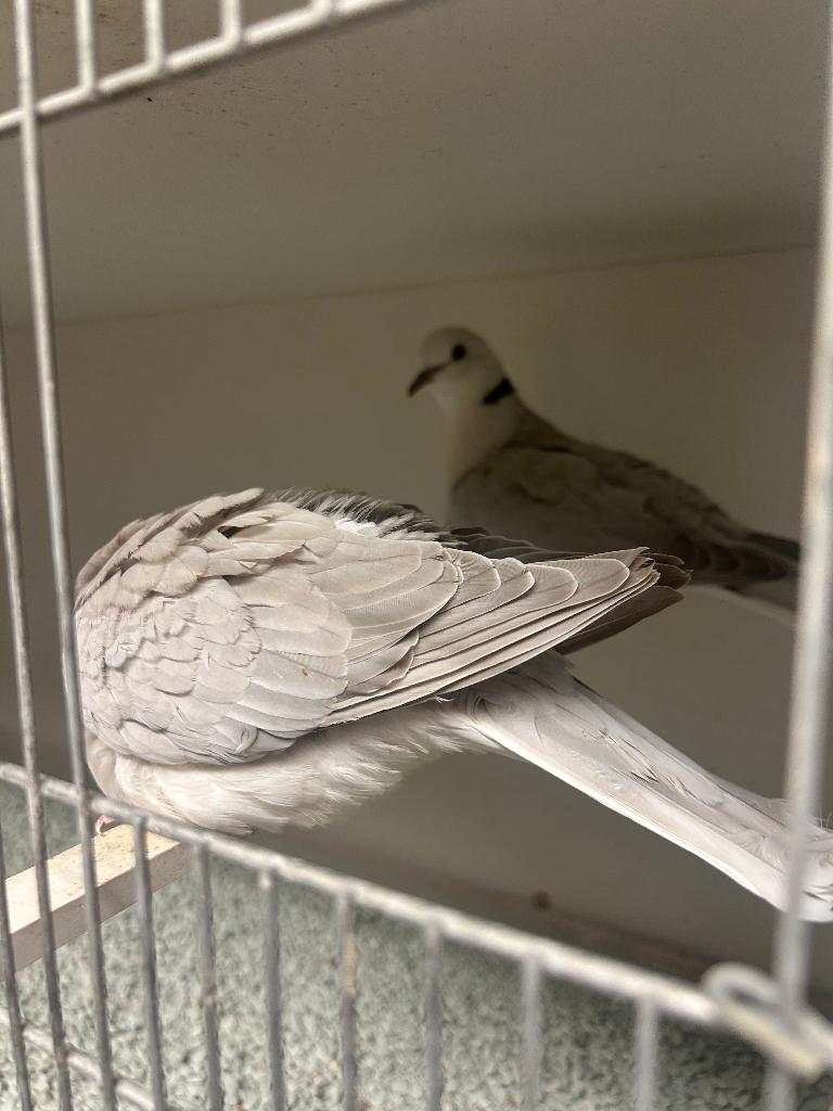 lachduif koppel zilverkleurig, Dieren en Toebehoren, Vogels | Duiven, Meerdere dieren
