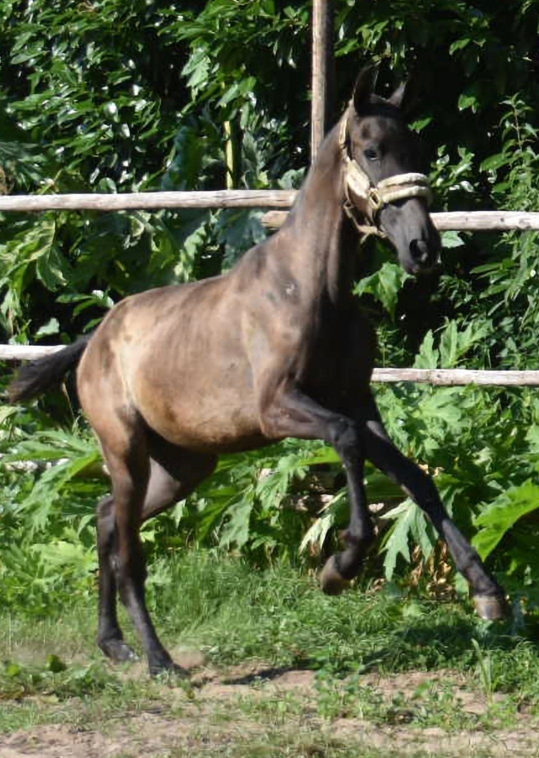 Super mooie grote pre met een top fijn karakter., Dieren en Toebehoren, Paarden, Hengst, 0 tot 2 jaar, Dressuurpaard