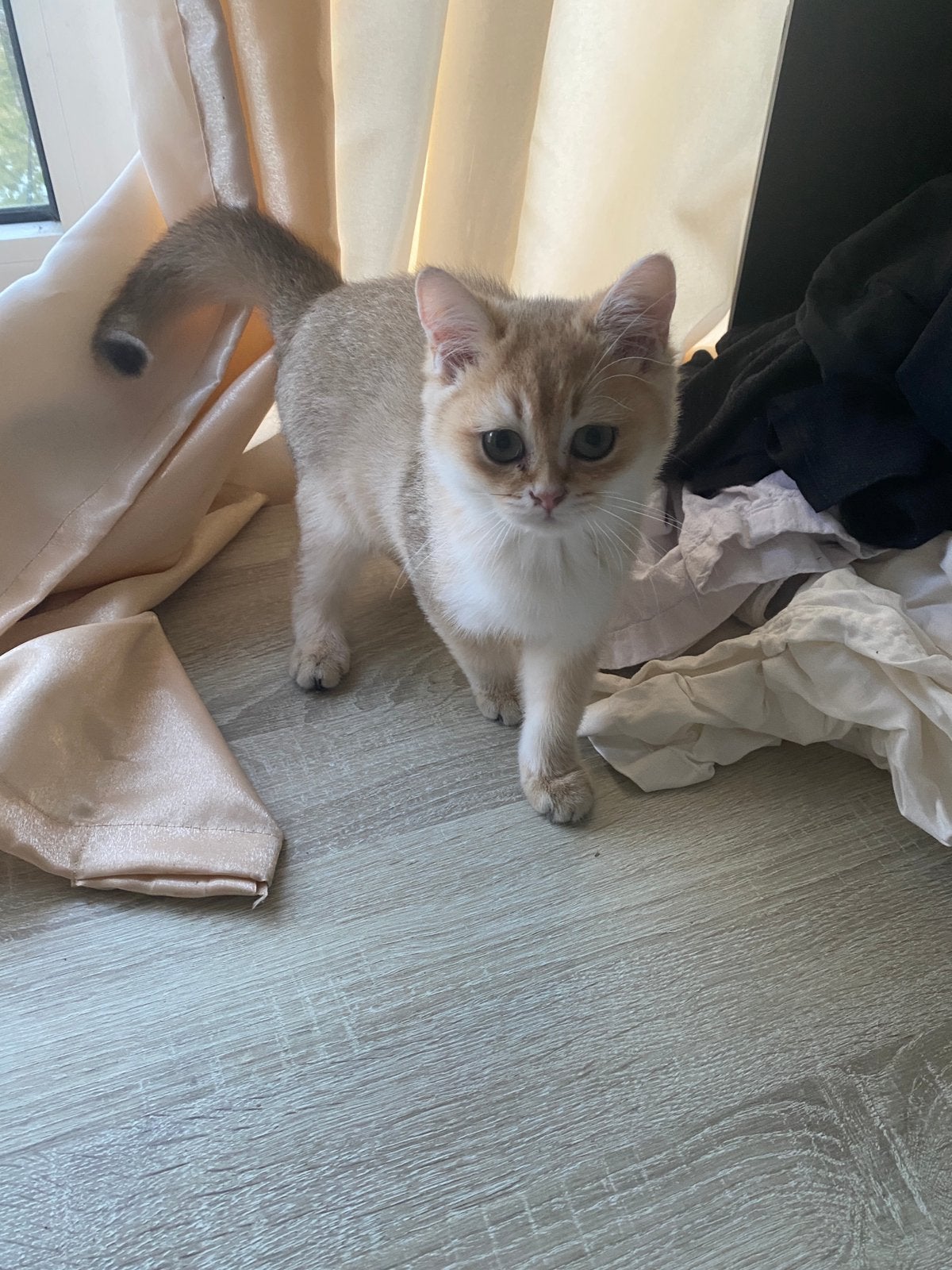Golden Shaded Britse Korthaar Kitten, Poes, Gechipt, 0 tot 2 jaar