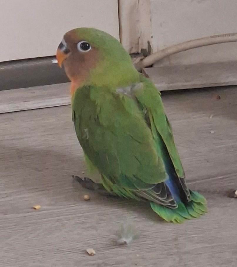Agapornis baby's, Dieren en Toebehoren, Vogels | Overige Vogels, Geslacht onbekend