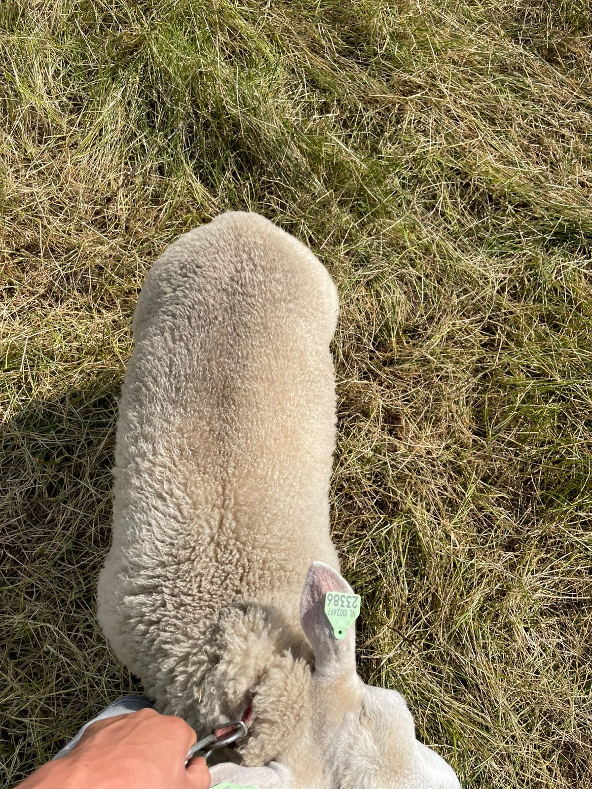 Swifter schapen, Vrouwelijk, Schaap