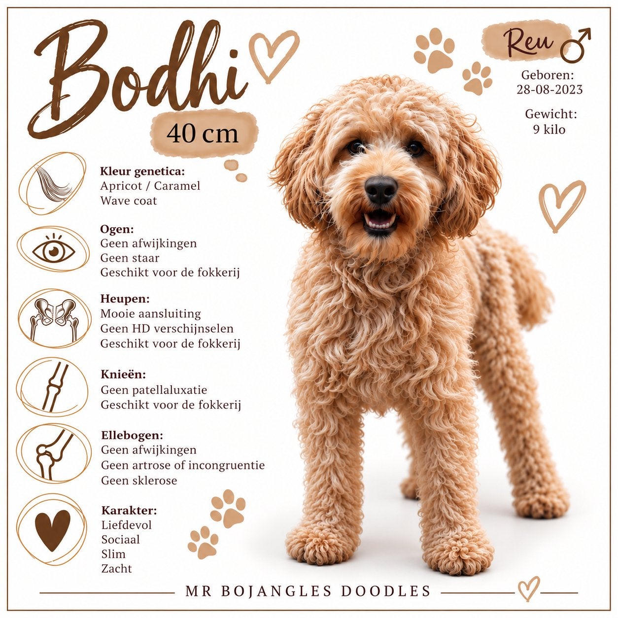 Mini Australian labradoodle Bodhi, Reu, CDV (hondenziekte), Eén hond, 3 tot 5 jaar