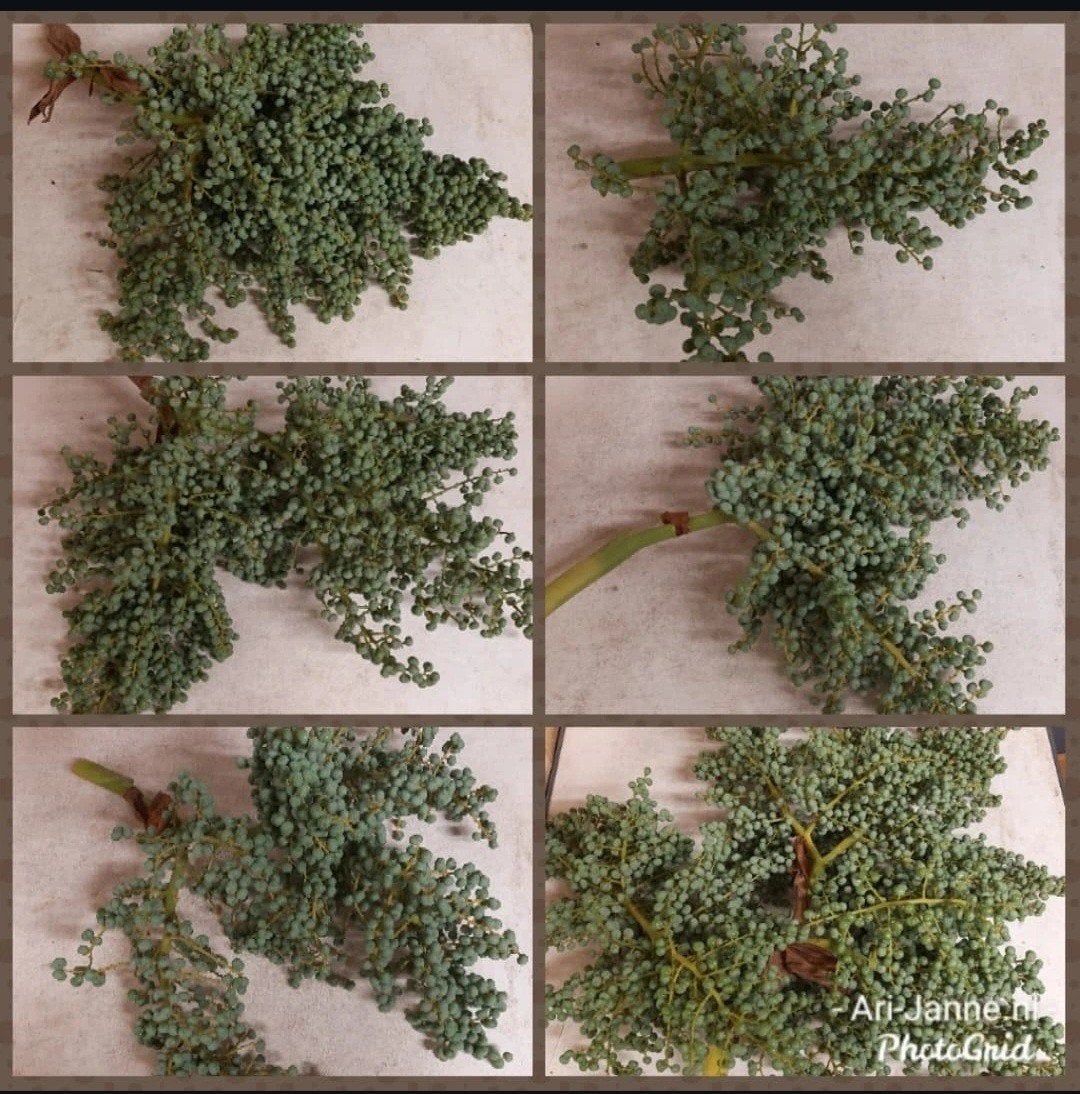 Stoere, verse dadeltakken, tak, krans, groendecoratie, Groen, Nieuw, Ophalen of Verzenden, Landelijk