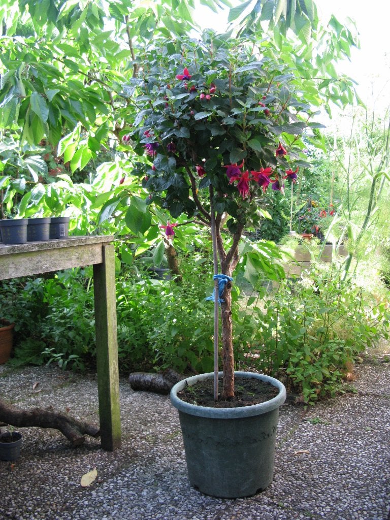 Fuchsia op stam, Vaste plant, Halfschaduw, Zomer, Ophalen