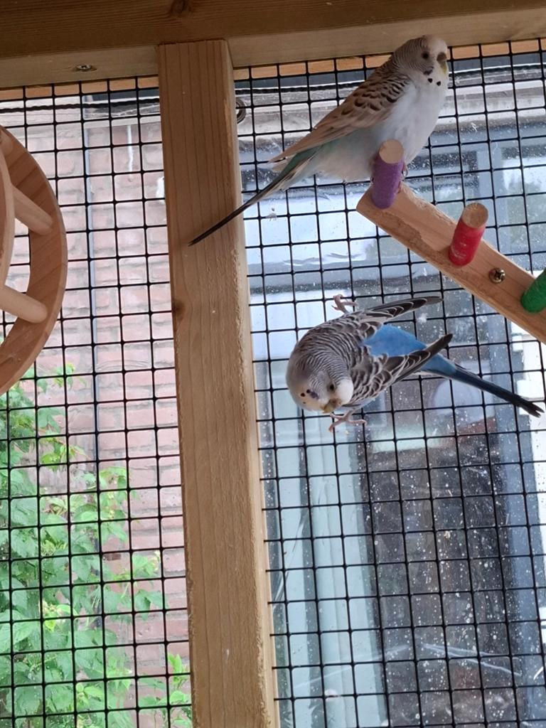 Grasparkieten, Dieren en Toebehoren, Vogels | Parkieten en Papegaaien, Meerdere dieren, Parkiet