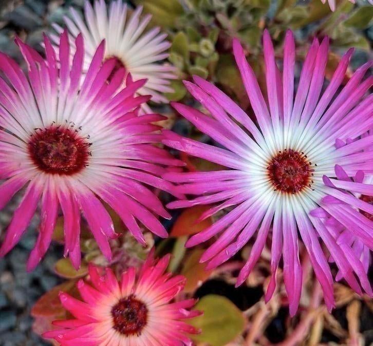 Zaden Livingstone Daisy mix - Dorotheanthus bellidiformis, Verzenden, Voorjaar, Volle zon, Zaad