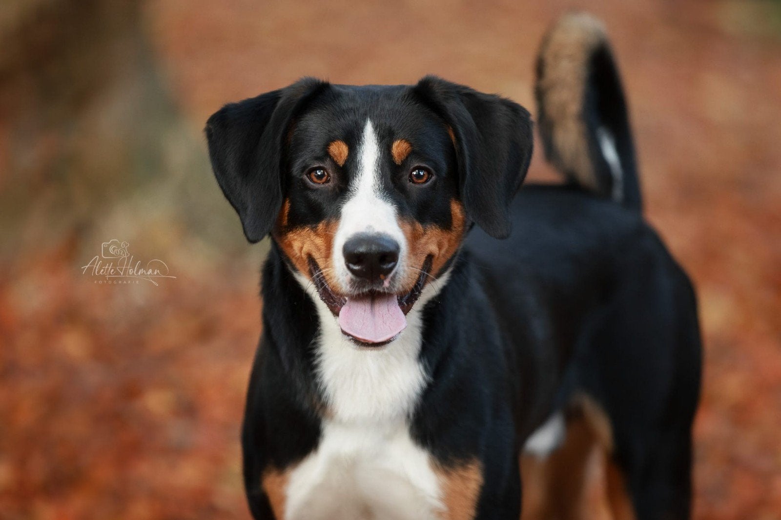 Lieve Appenzeller, Dieren en Toebehoren, Honden | Herdershonden en Veedrijvers, Rabiës (hondsdolheid), 1 tot 2 jaar, Eén hond