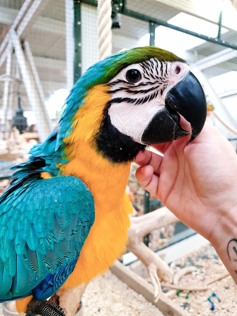 VERWACHT | Jonge Baby Blauw Gele Aras | Lief | Getraind, Dieren en Toebehoren, Vogels | Parkieten en Papegaaien, Meerdere dieren