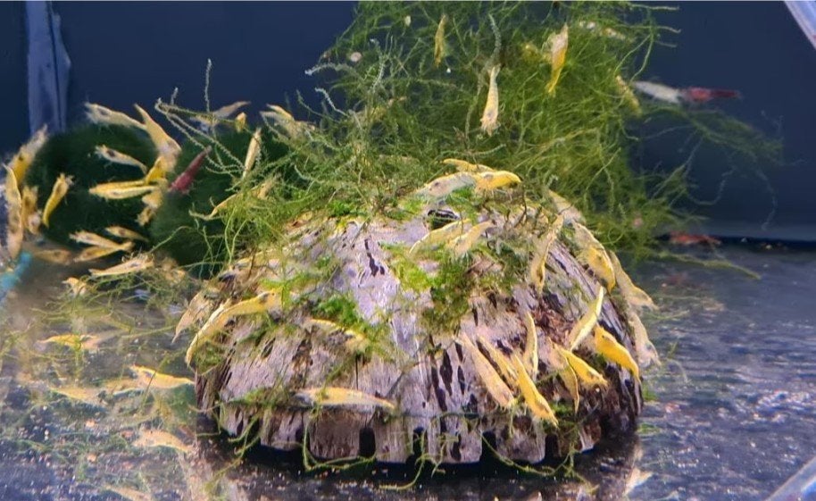 Neocaridina Yellow Goldline Garnaal - Koidreams Valburg, Kreeft, Krab of Garnaal, Zoetwatervis