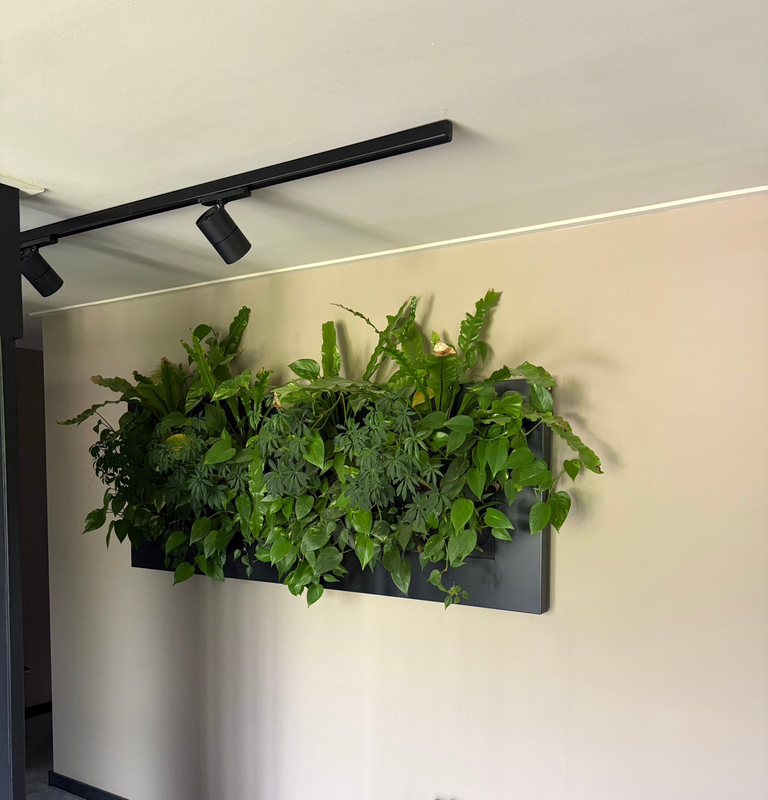 LivePicture Planten schilderij, Ophalen, Zo goed als nieuw
