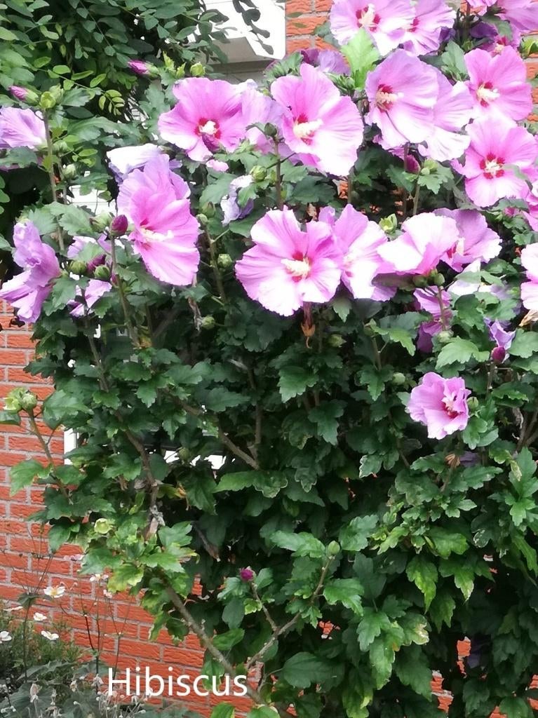 Hibiscus, Ophalen, Overige soorten, Struik, Minder dan 100 cm