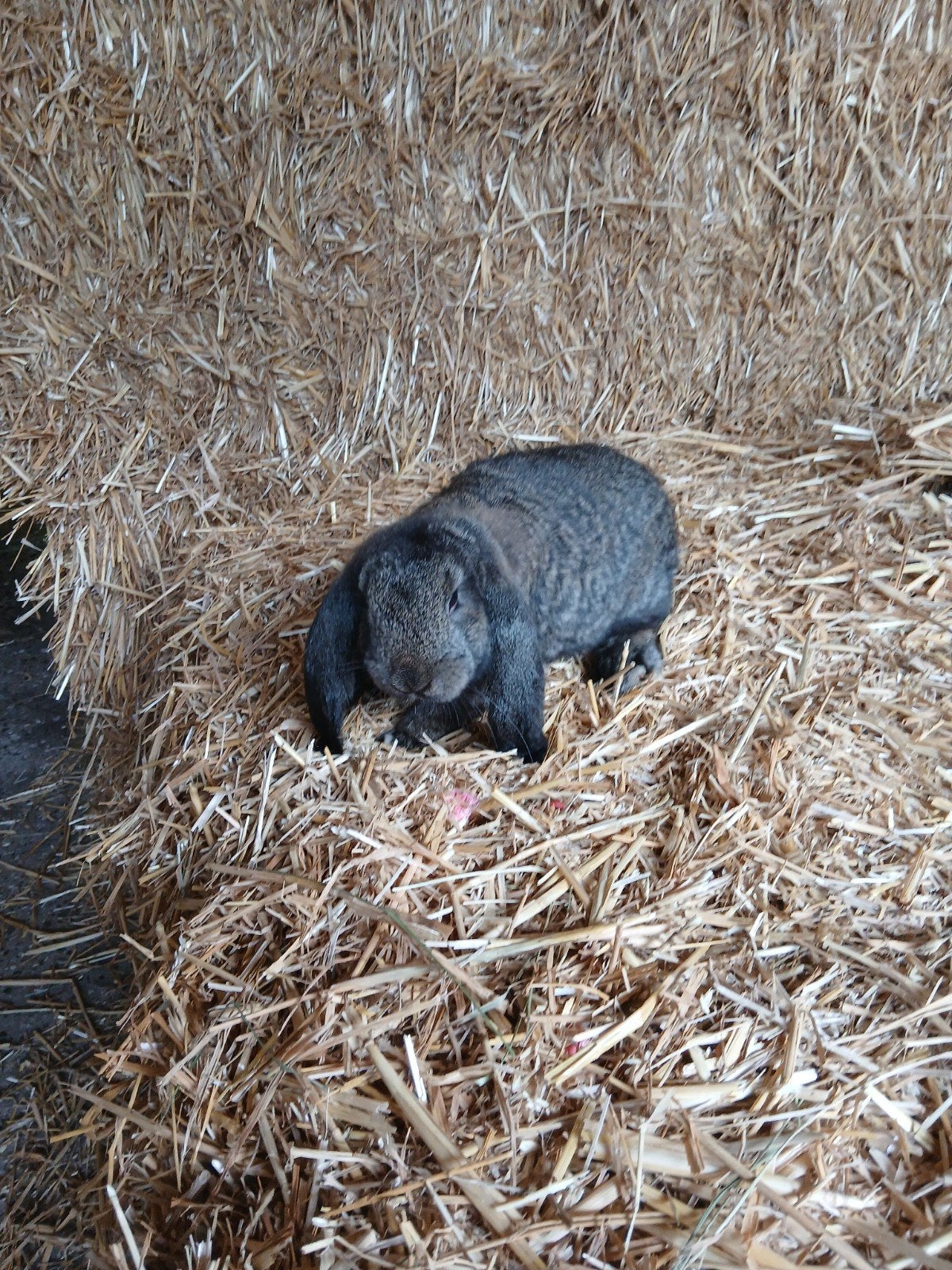 Franse Hangoor Ram, Dieren en Toebehoren, Konijnen, Mannelijk, Groot, Hangoor, 0 tot 2 jaar