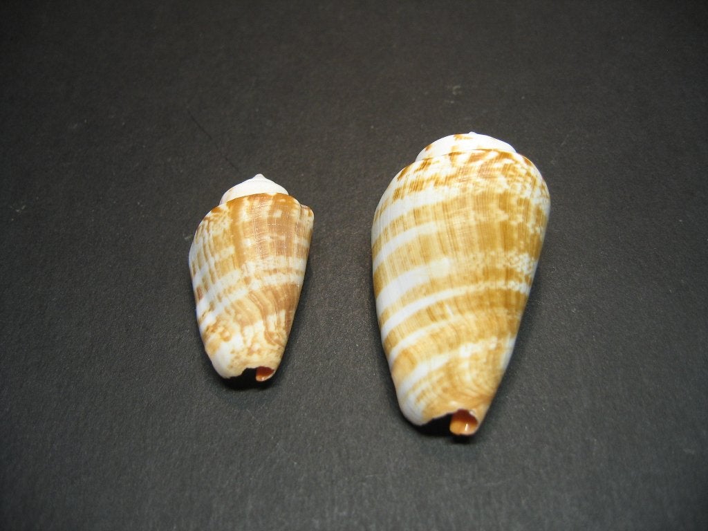 Schelpen: Conomurex luhuanus Linnaeus, 1758., Ophalen of Verzenden, Schelp(en)