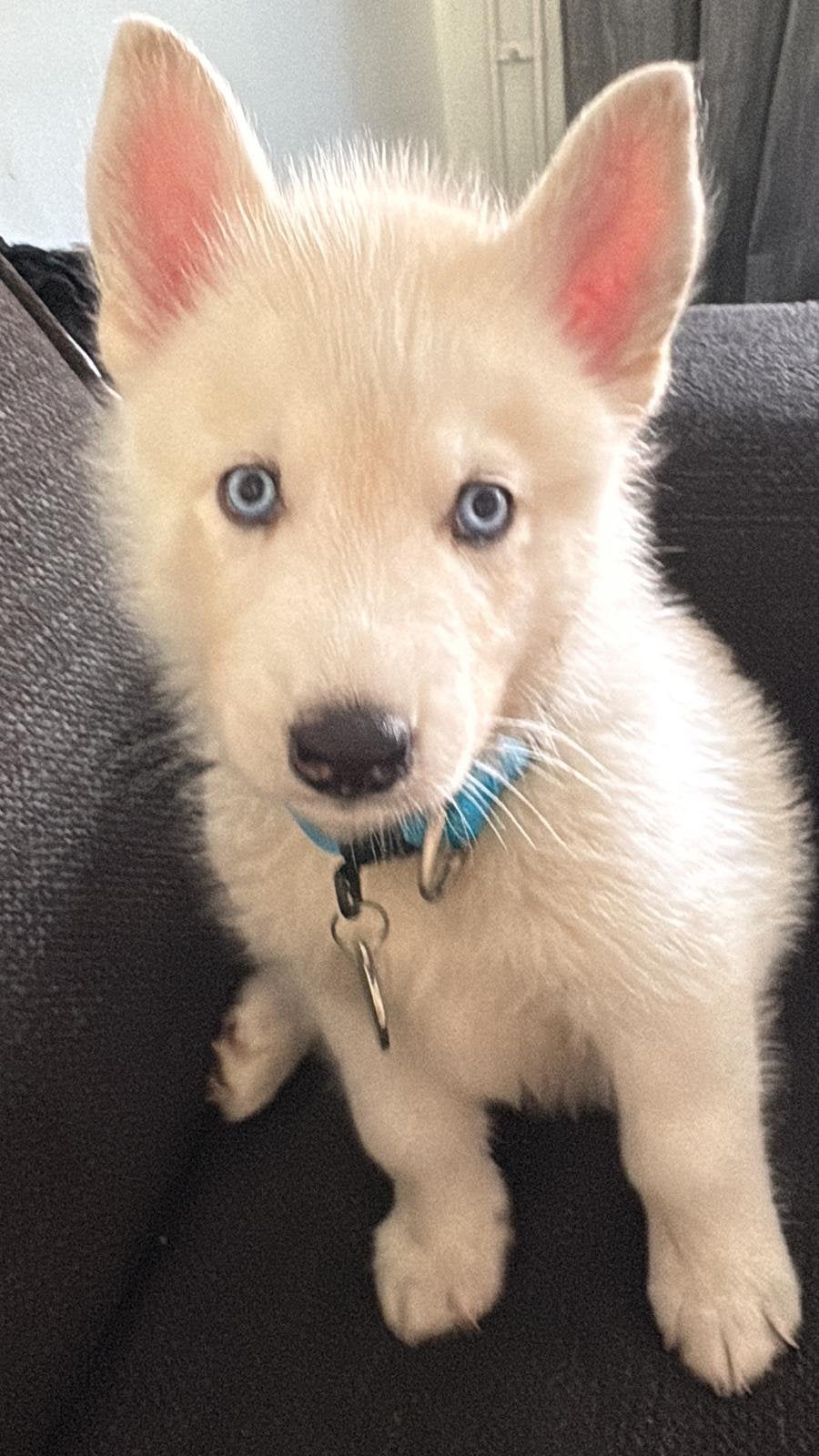 Hele lieve husky pup, 15 weken tot 1 jaar, Eén hond, CDV (hondenziekte), Nederland