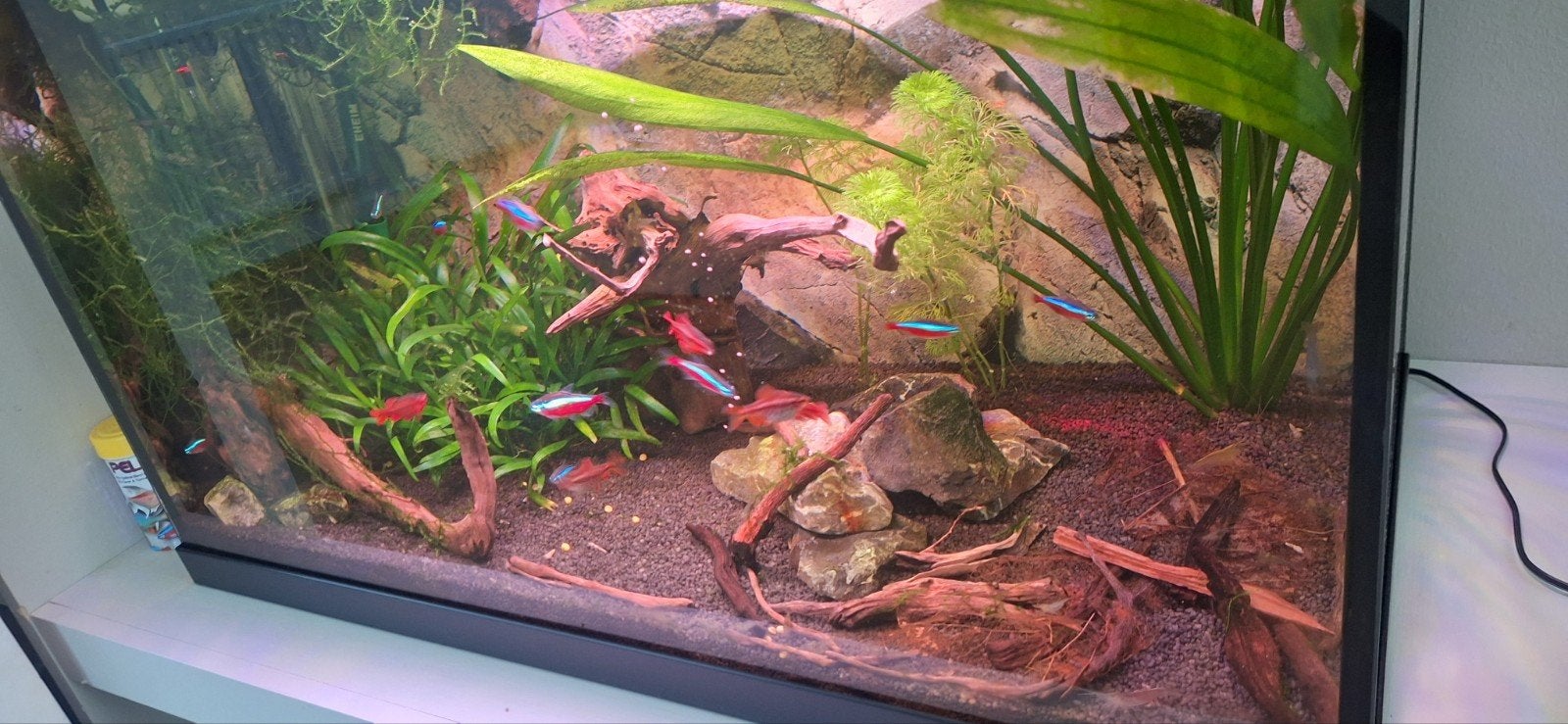 Juwel aquarium, Ophalen, Gevuld zoetwateraquarium