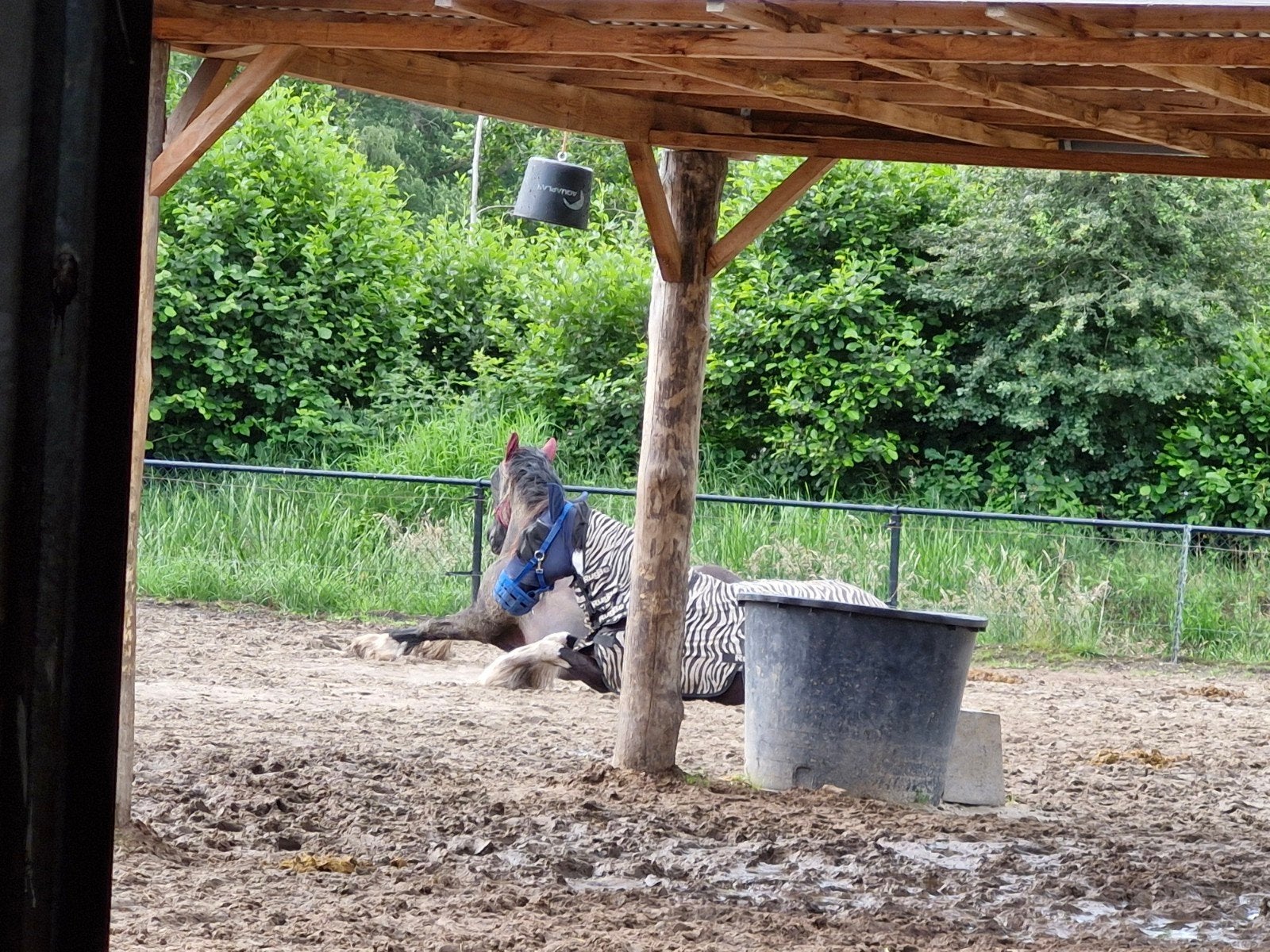 Plekje voor sociale pony op gezellige pensionstalling, Weidegang, 1 paard of pony