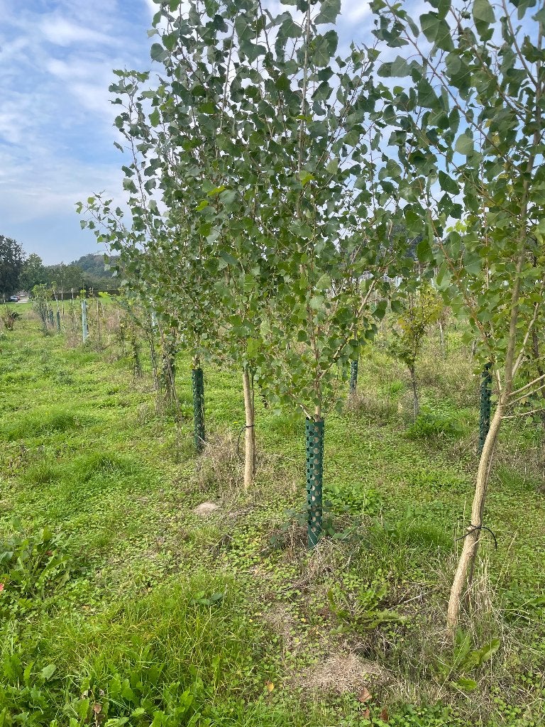 Populier Nigra, Tuin en Terras, Overige soorten, Lente, 100 tot 250 cm, Ophalen