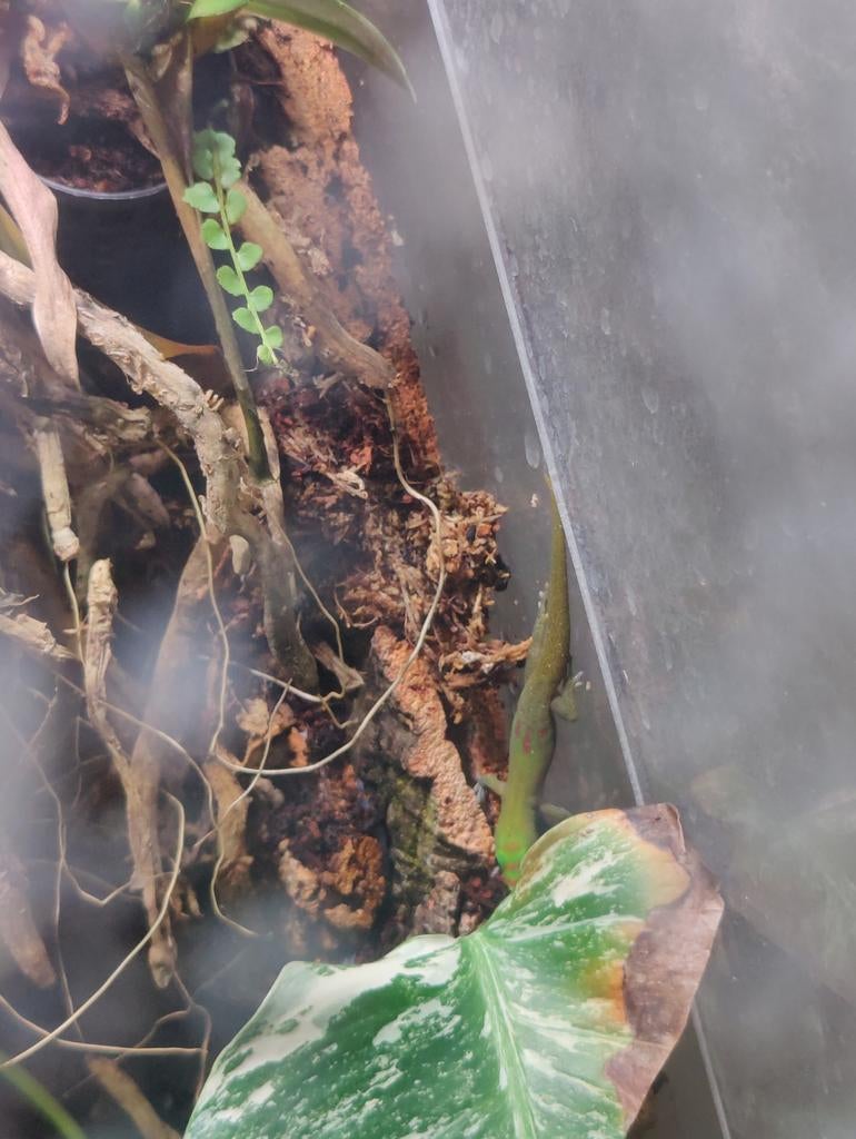 goudstofdaggekko (Phelsuma laticauda) nakweek, Hagedis, 0 tot 2 jaar