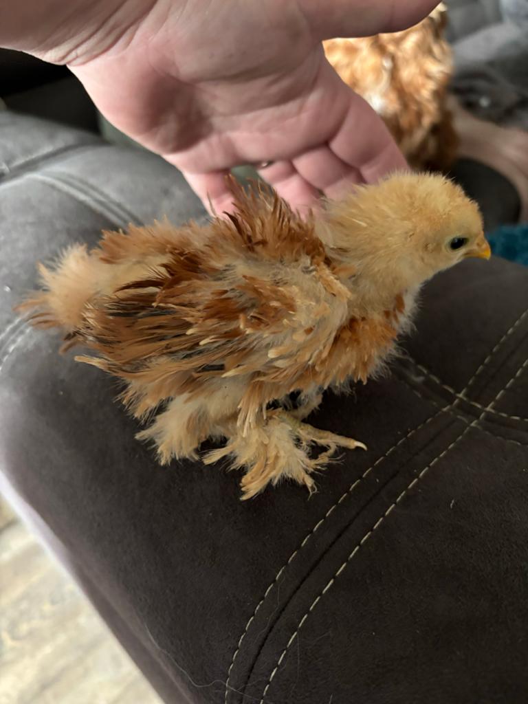 Cochin krul kriel hennetje, Dieren en Toebehoren, Pluimvee, Vrouwelijk, Kip