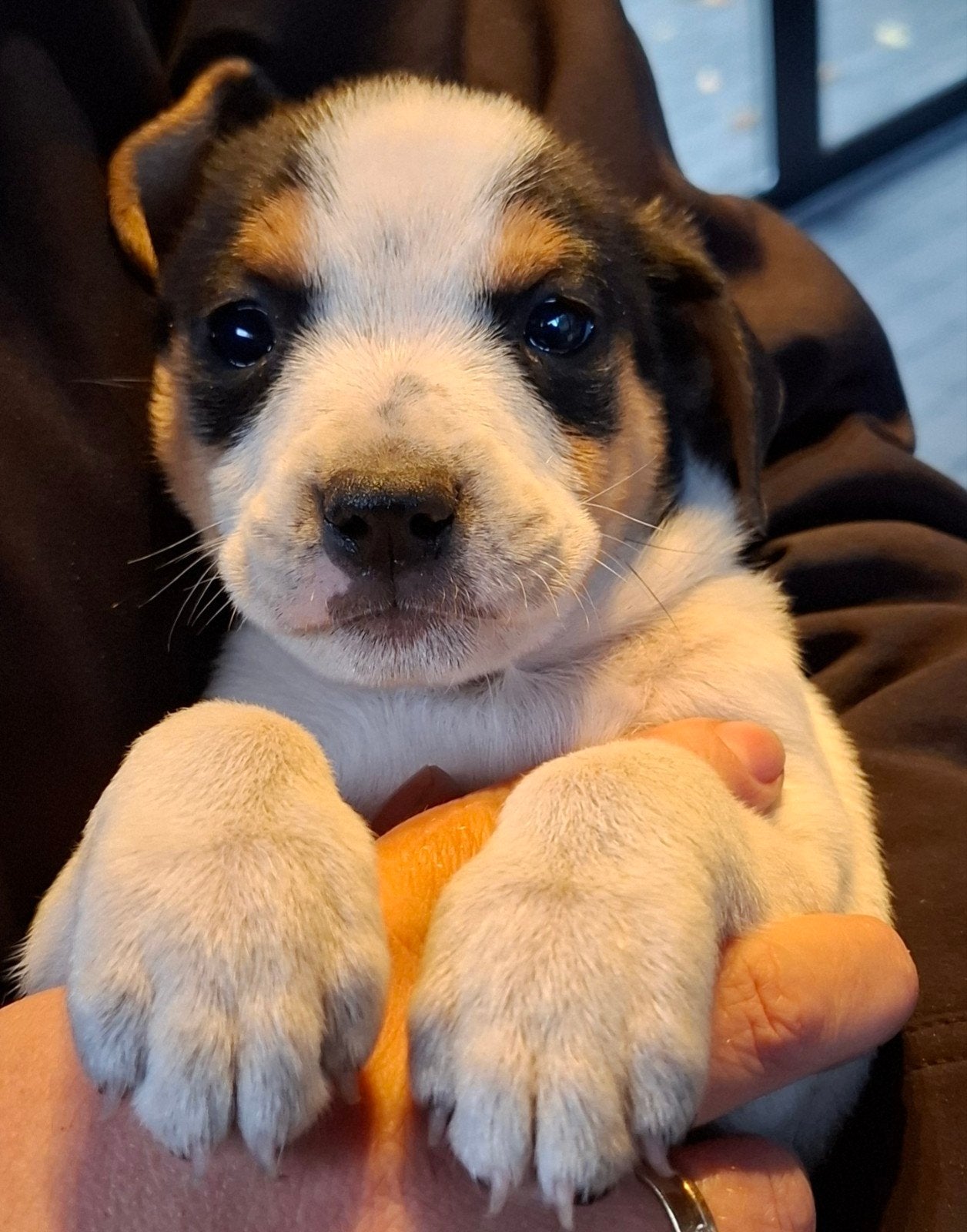 boerenfox pups, Reu, 8 tot 15 weken, CDV (hondenziekte), Meerdere