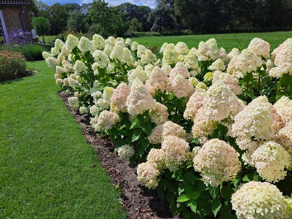 Hydrangea Paniculata limelight. Pluimhortensia, Ophalen of Verzenden, Zomer, Overige soorten, Halfschaduw