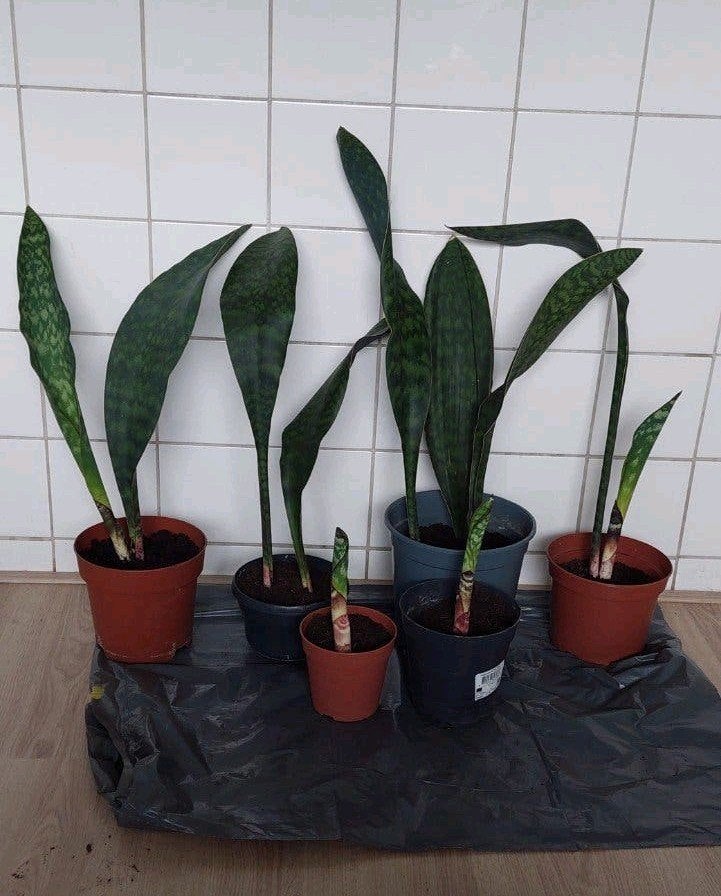 Sansevieria (Vrouwentong) planten en stekjes, Vaste plant, Bloeit niet, Halfschaduw, Ophalen