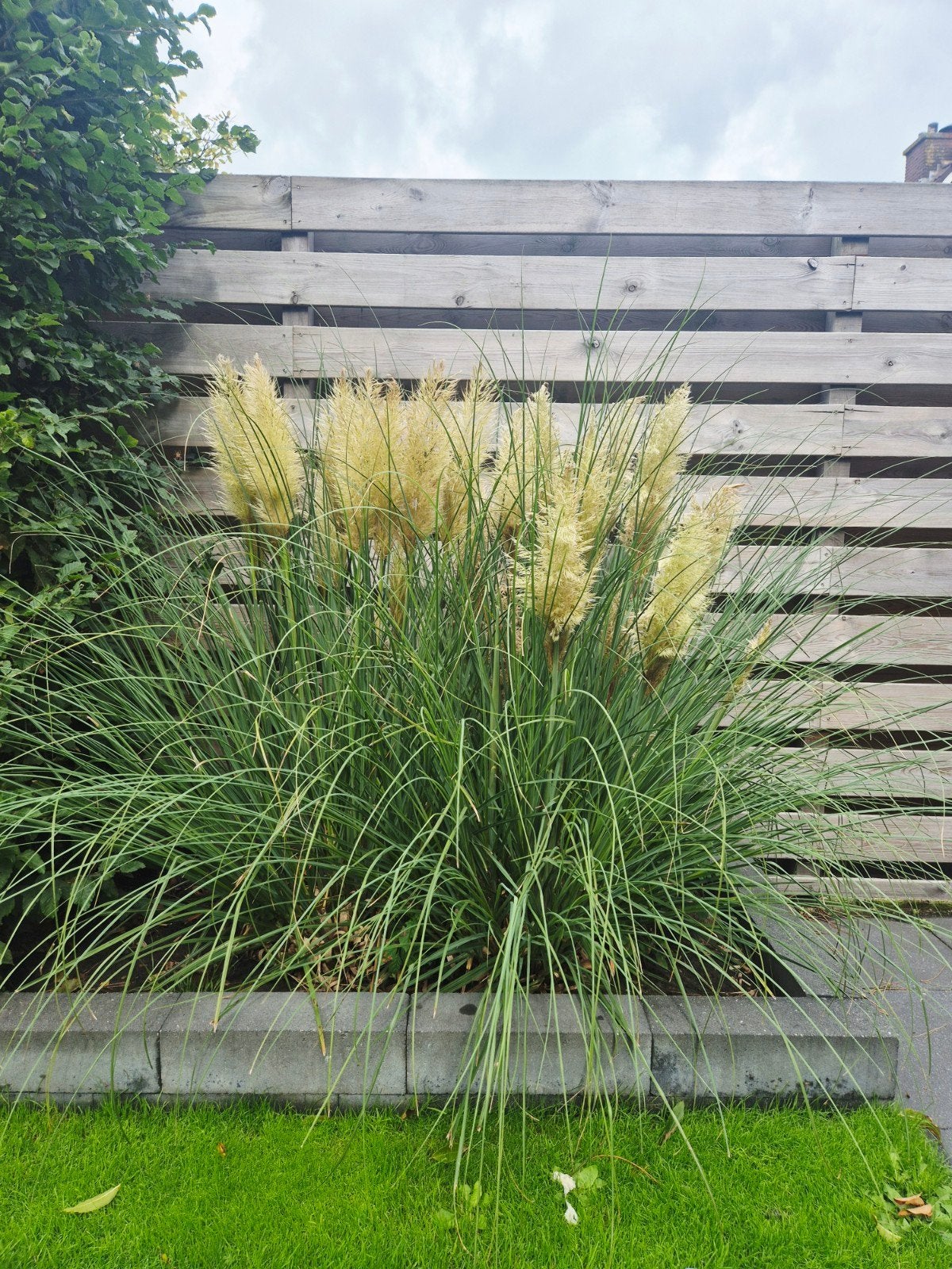 4 planten Pampasgras (Cortaderia selloana) in bloei, Ophalen, Volle zon, Vaste plant, Siergrassen