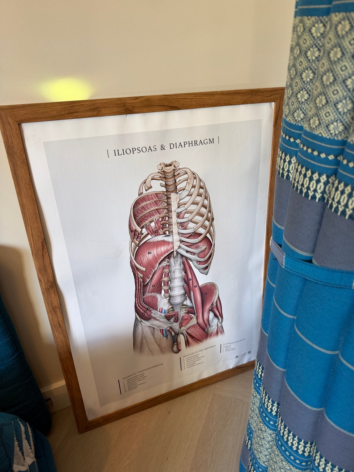 Anatomie Poster: Iliopsoas & Diafragma in Houten Lijst, Ophalen, 50 – 75, Zo goed als nieuw, Foto of Poster