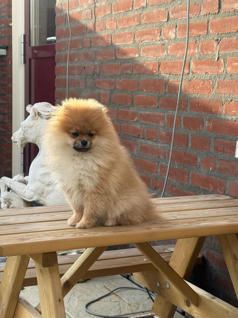 Pomperiaan pup, Particulier, 15 weken tot 1 jaar, Reu, Buitenland
