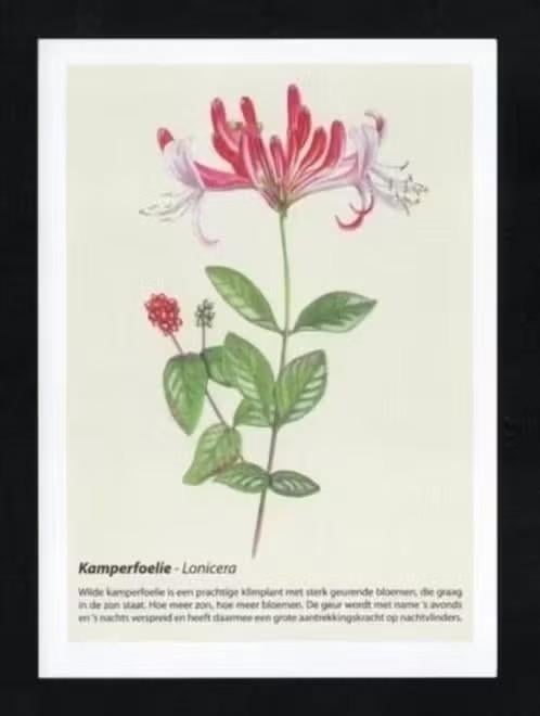 Geurkaart Kamperfoelie Lonicera, Ophalen of Verzenden, 1980 tot heden, Ongelopen, Natuur