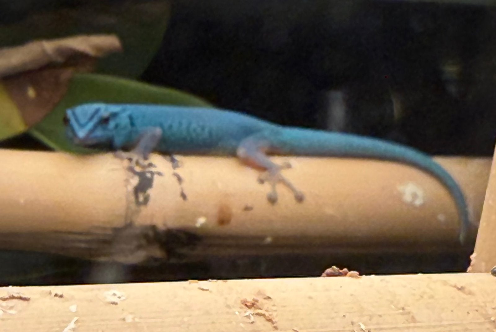 Lygodactylus Williamsi man, Dieren en Toebehoren, Reptielen en Amfibieën, Hagedis, 0 tot 2 jaar