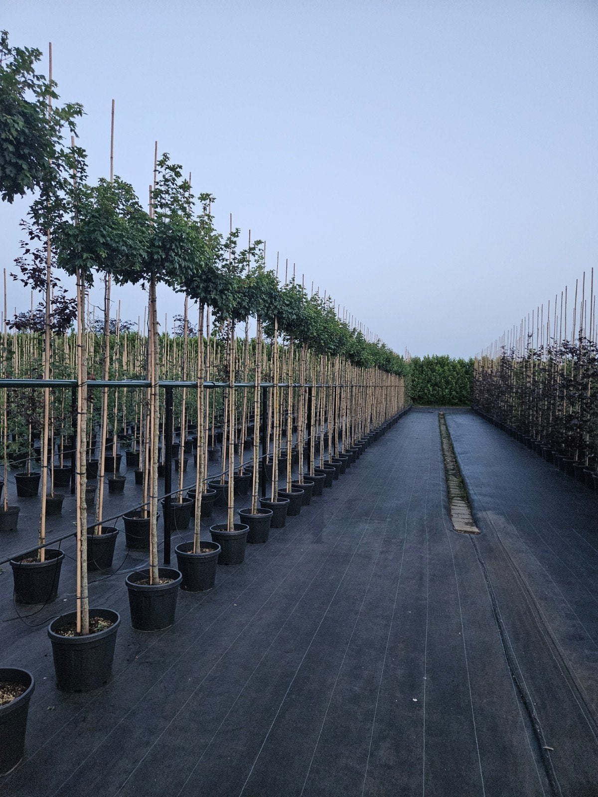 Acer campestre 'Nanum' te koop!, Tuin en Terras, Planten | Bomen, Bloeit niet, Halfschaduw, 100 tot 250 cm, Ophalen