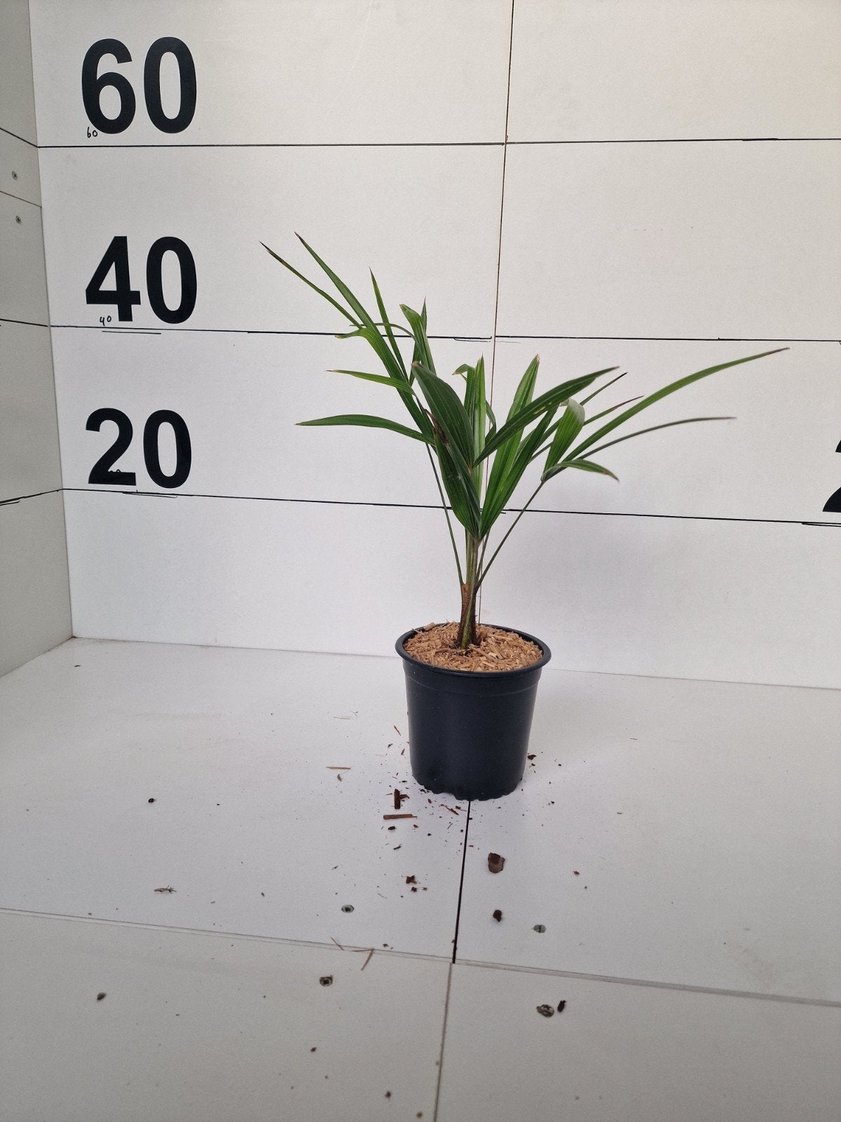 Trachycarpus Nainital - Winterharde Palmboom, Tuin en Terras, Overige soorten, Volle zon, Vaste plant, Ophalen of Verzenden