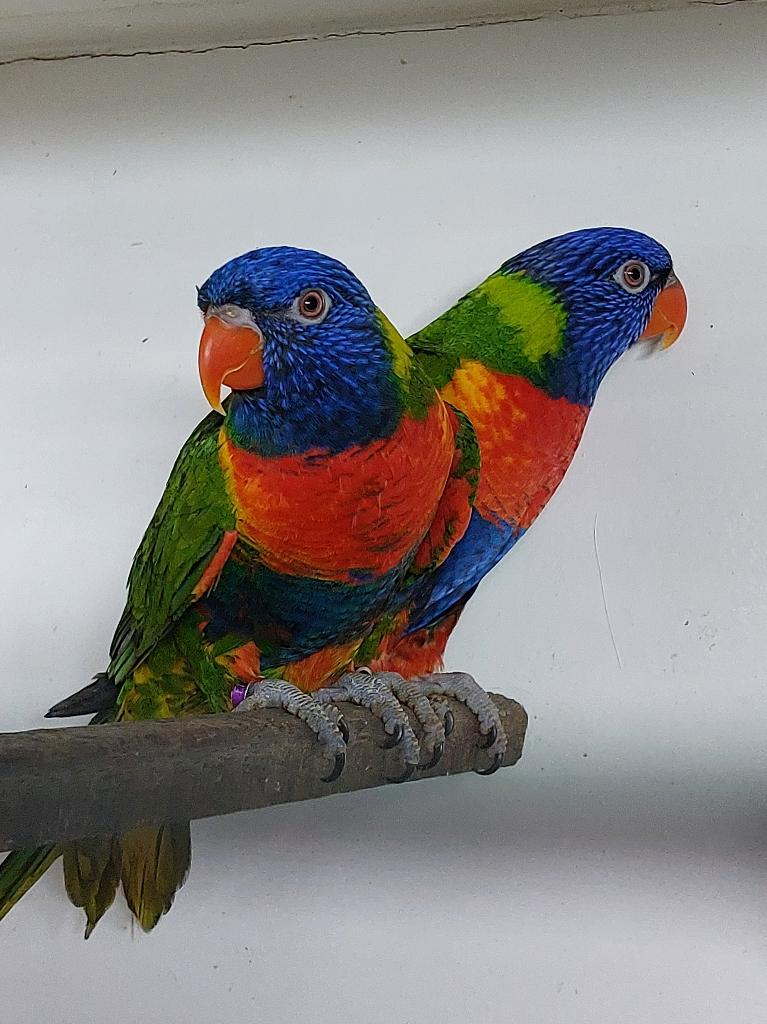 Te Koop >> Koppel Lorries v/d Blauwe Bergen, Dieren en Toebehoren, Meerdere dieren, Papegaai, Geringd