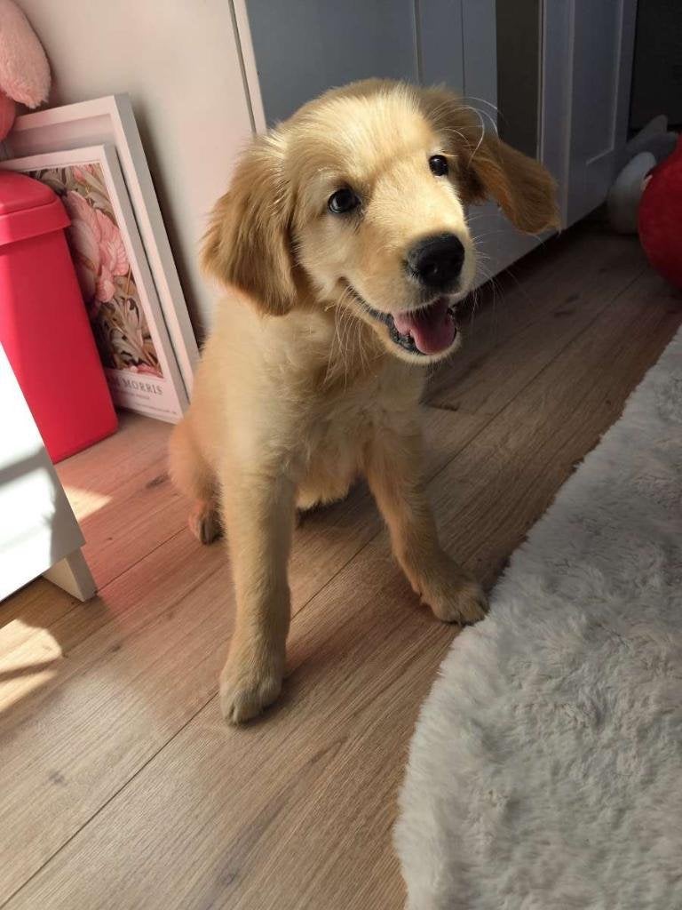 Golden retriever pup, Golden retriever, Reu, 8 tot 15 weken, Parvo