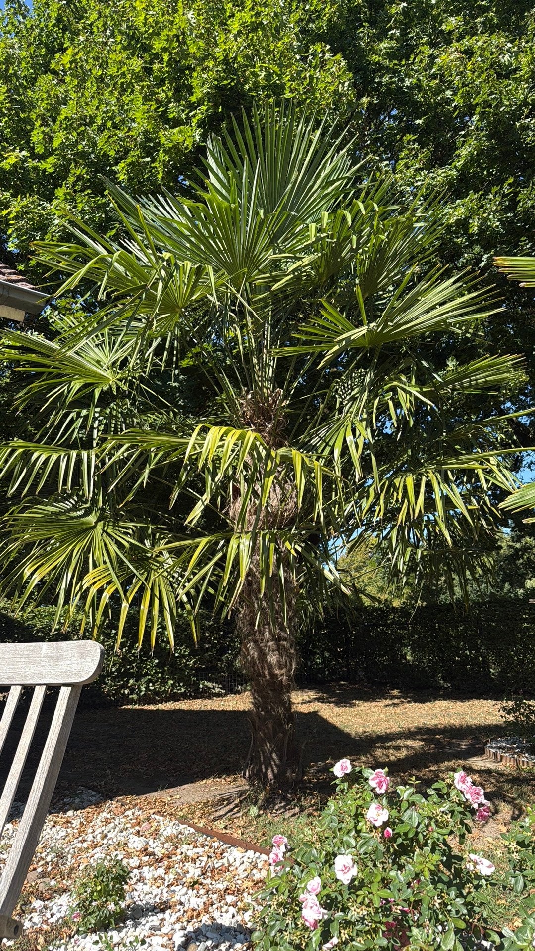 Trachycarpus fortunei 3,5 - 4 Meter hoog 12 jaar oud, Tuin en Terras, Planten | Bomen, 250 tot 400 cm, Zomer, Palmboom, Ophalen