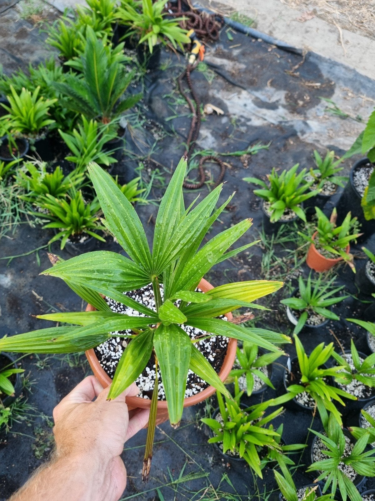 Trachycarpus Fortunei (Eigen kweek) - Winterharde Palmboom, Overige soorten, Volle zon, Vaste plant, Ophalen of Verzenden