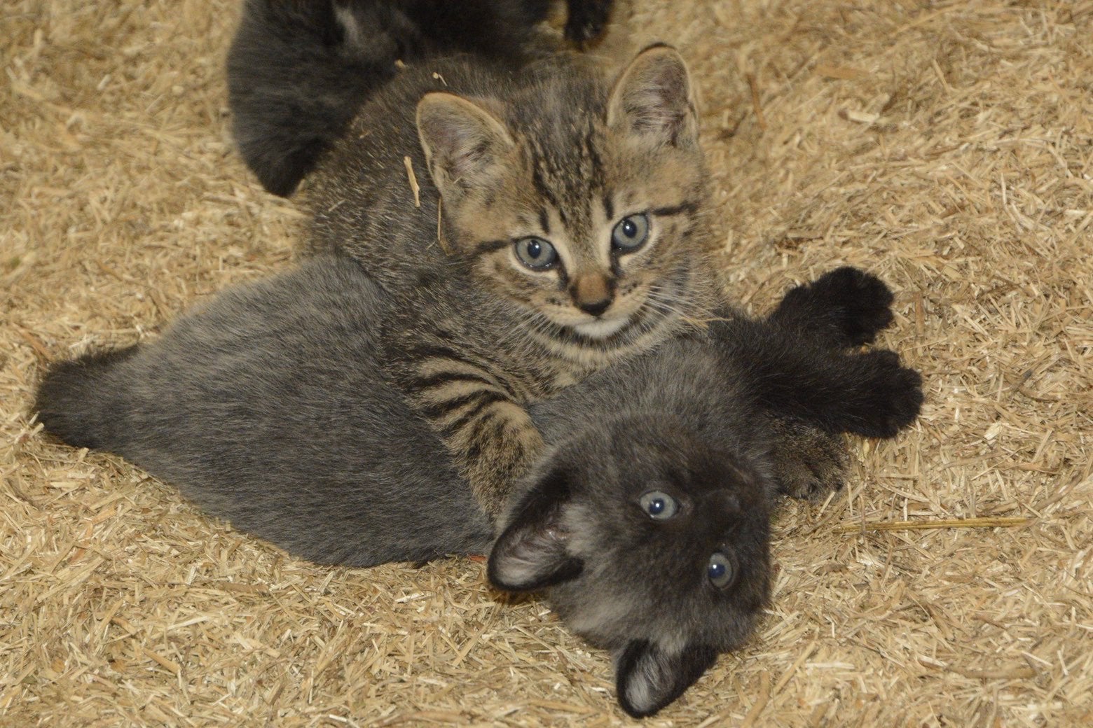 Super mooie grijze kittens, Dieren en Toebehoren, Katten en Kittens | Overige Katten, Meerdere dieren, Kortharig, 0 tot 2 jaar