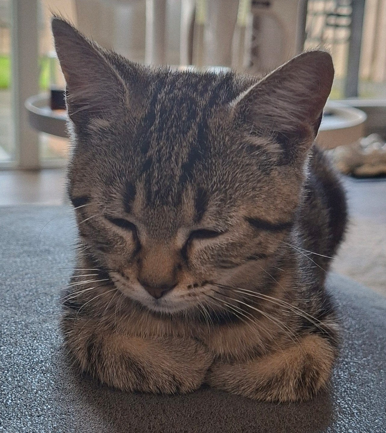 Kitten 4,5 maanden oud, Dieren en Toebehoren, Poes, Kortharig, 0 tot 2 jaar