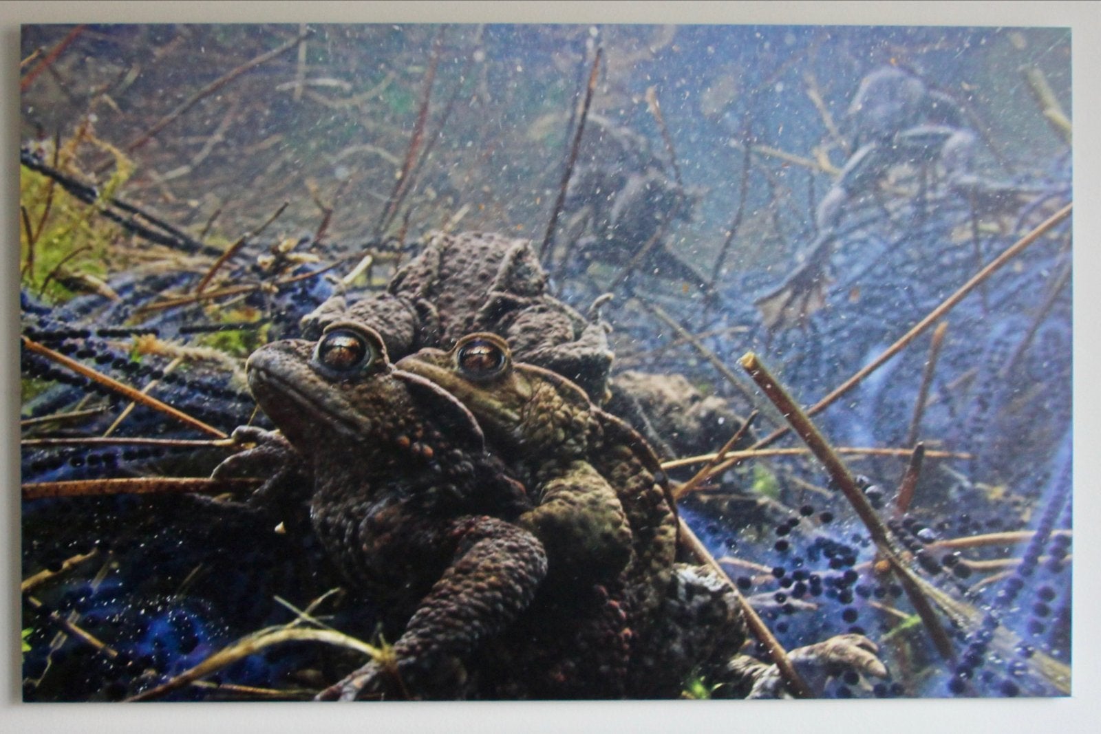 Ruben Smit – Oostvaardersplassen - 2010, Ophalen, Foto, Fotografie, Origineel