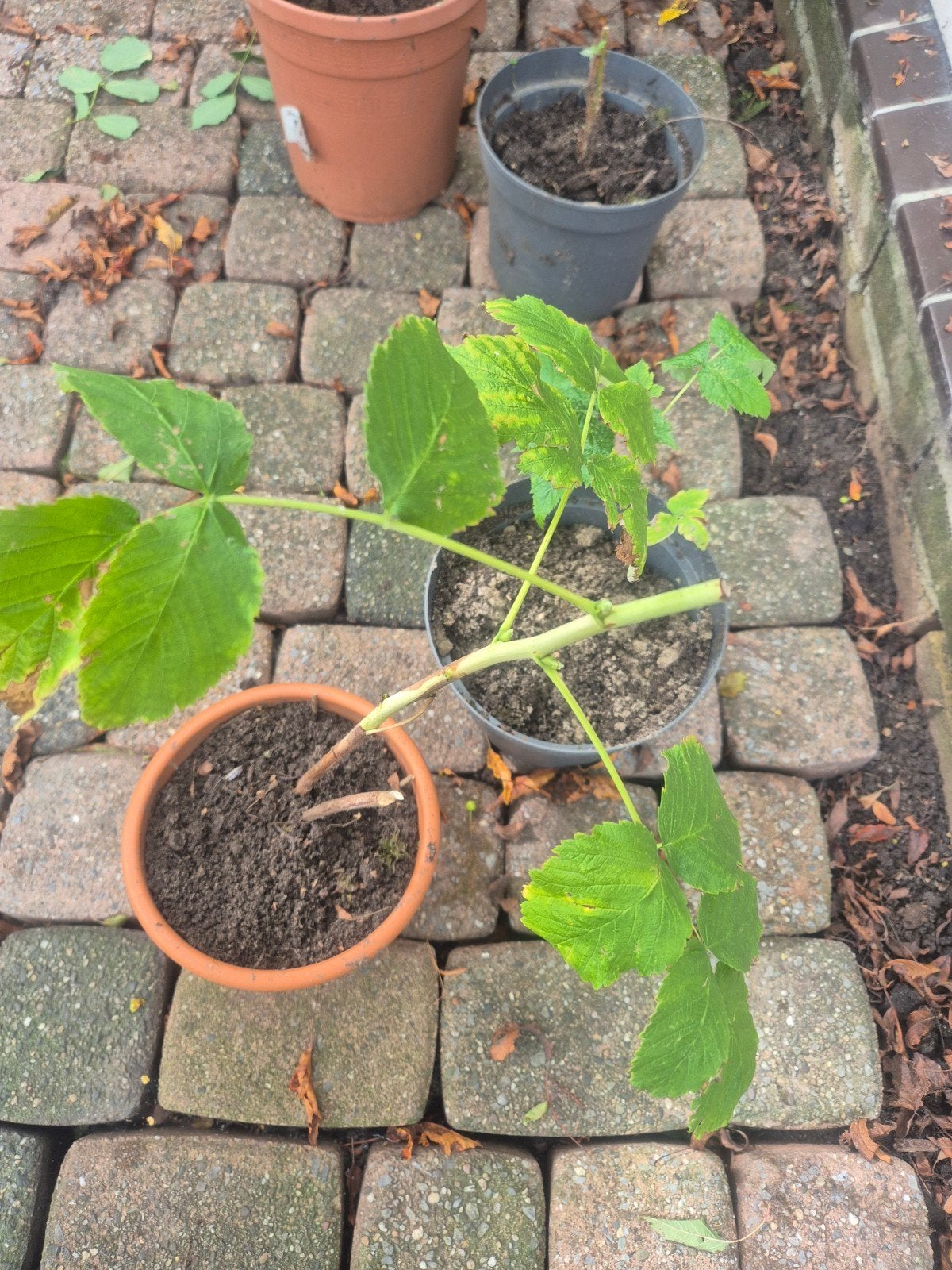 Gewortelde frambozen plantjes, Ophalen, Volle zon, Vaste plant, Zomer