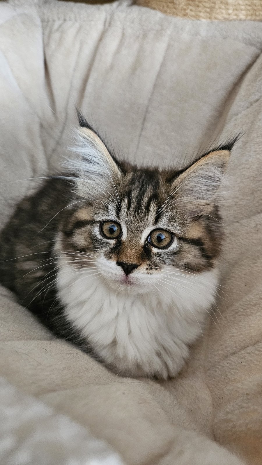 Maine Coon Kittens zoeken een warme mand, Meerdere dieren, Ontwormd, 0 tot 2 jaar