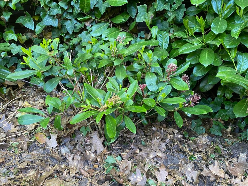 Skimmia Japonica - Wintergroene sierheester, Vaste plant, Halfschaduw, Lente, Ophalen
