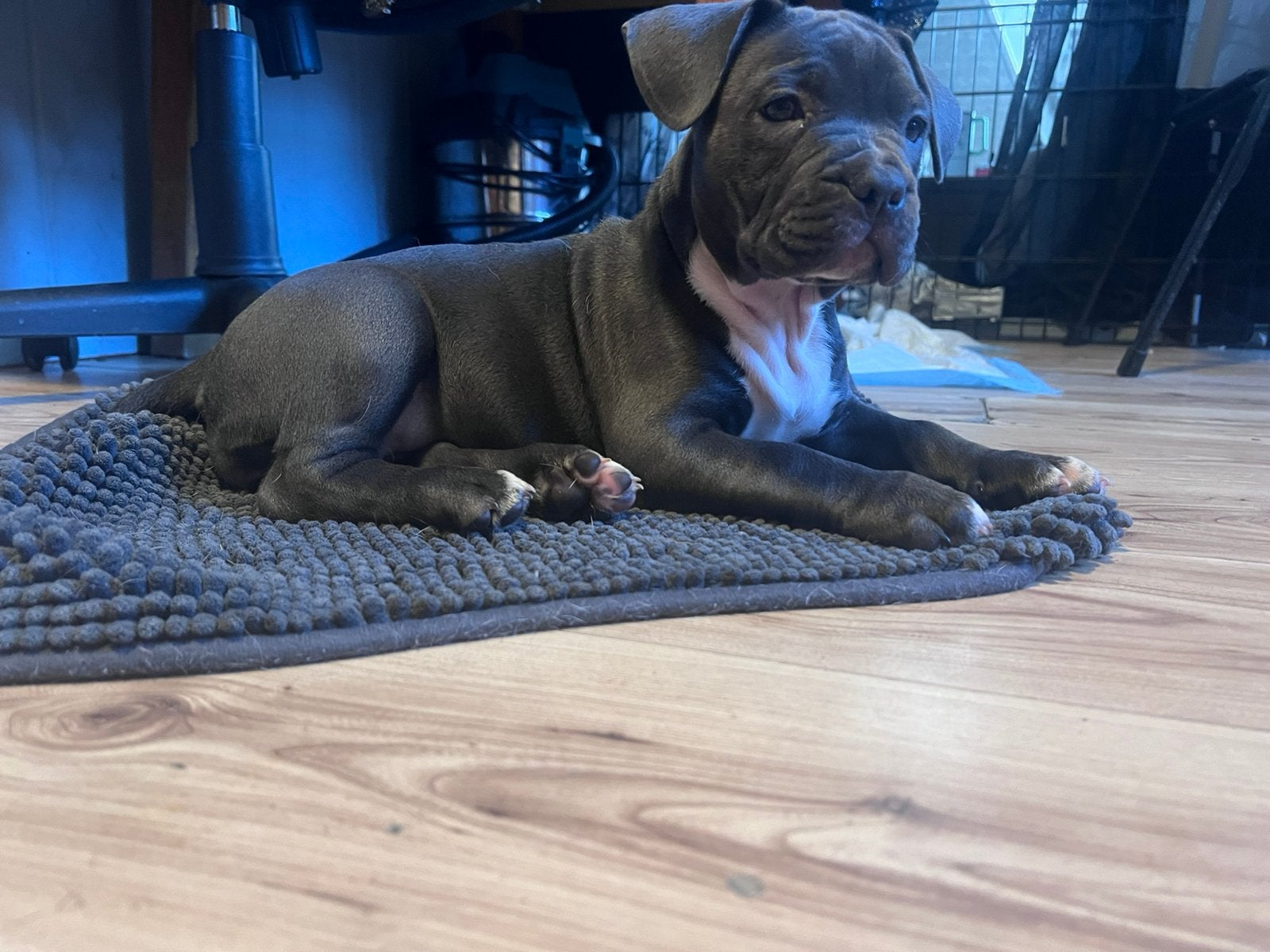 Vrouwelijke pups zoeken een nieuw thuis., 8 tot 15 weken, Teef, Meerdere, Middel